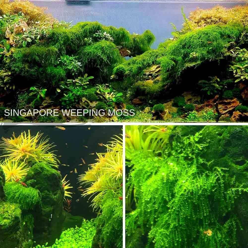 Micro Aquatic Shop Aquarium Plants Loose Moss: 5x5cm Singapore Weeping Moss