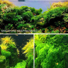 Micro Aquatic Shop Aquarium Plants Loose Moss: 5x5cm Singapore Weeping Moss