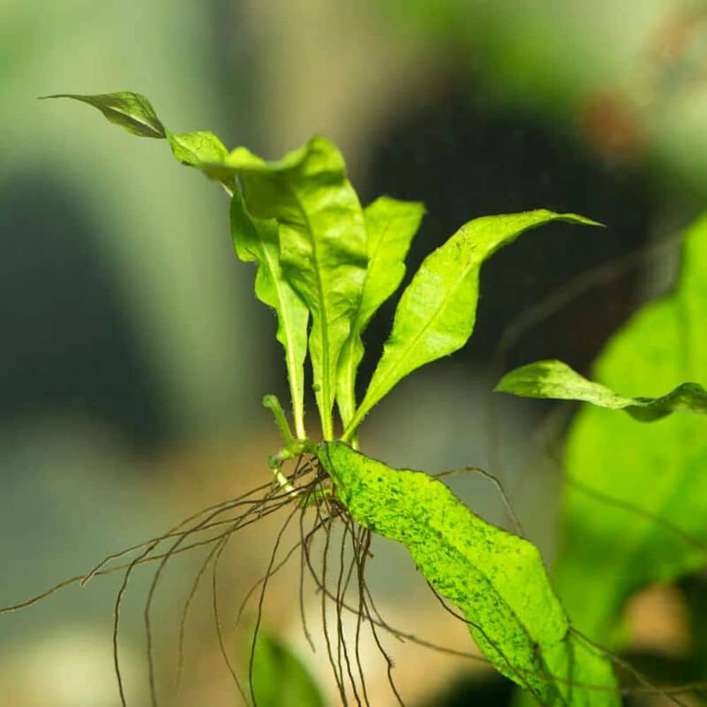 Micro Aquatic Shop Aquarium Plants Microsorum pteropus - Java Fern