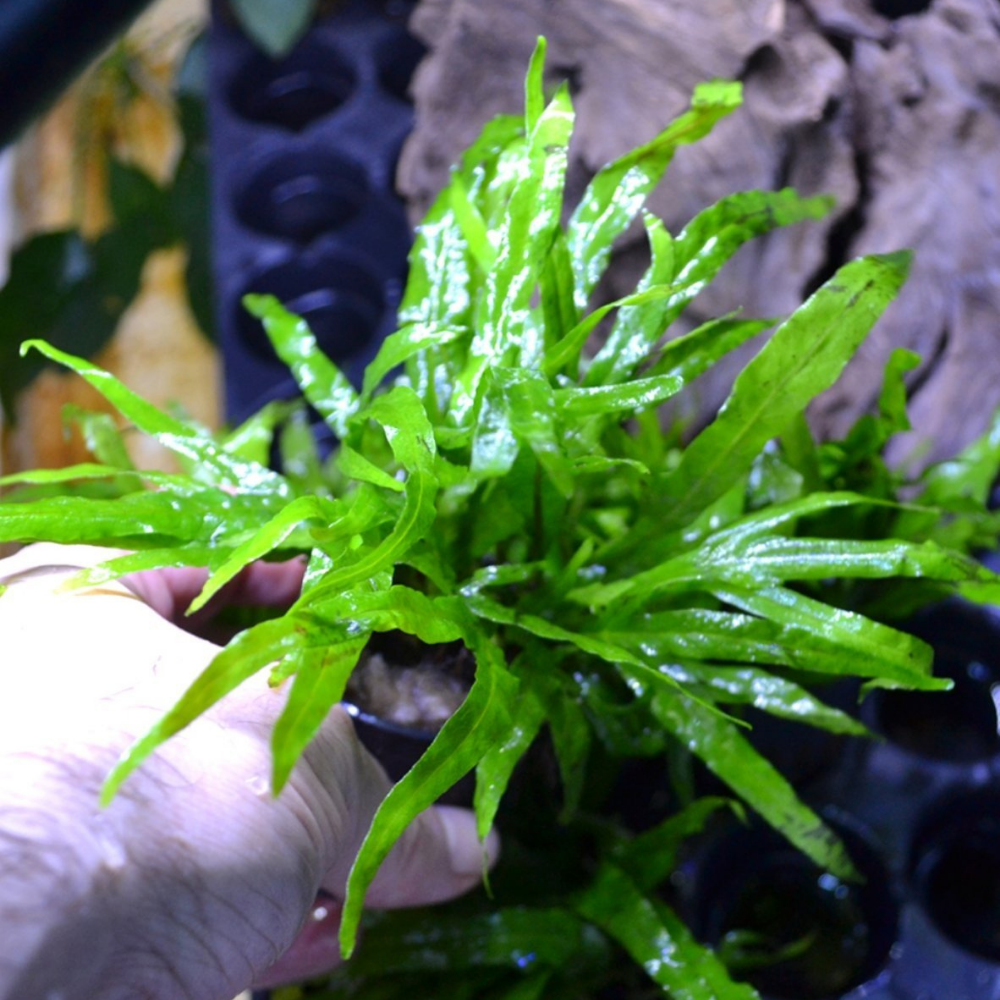 Micro Aquatic Shop Aquarium Plants Microsorum pteropus - Trident Java Fern