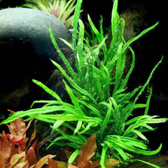 Micro Aquatic Shop Aquarium Plants Microsorum pteropus - Trident Java Fern