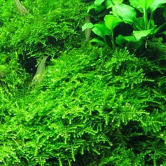 Micro Aquatic Shop Aquarium Plants Mini Christmas Moss - Rare