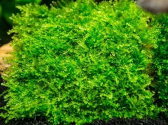 Micro Aquatic Shop Aquarium Plants Mini Christmas Moss - Rare