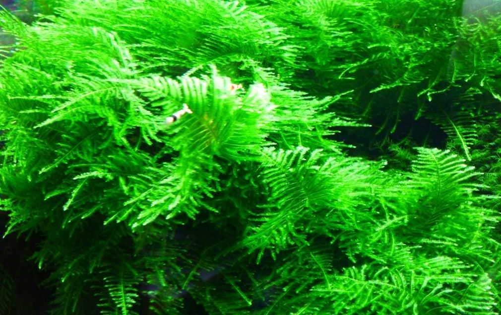 Micro Aquatic Shop Aquarium Plants Mini Christmas Moss - Rare