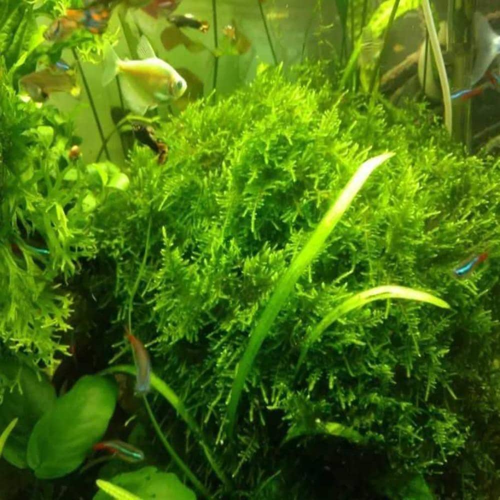 Micro Aquatic Shop Aquarium Plants Mini Christmas Moss - Rare