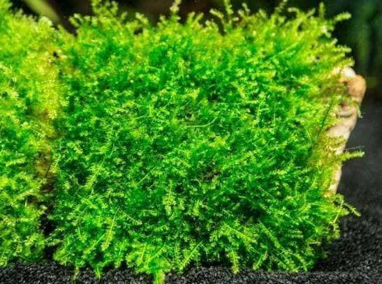 Micro Aquatic Shop Aquarium Plants Mini Christmas Moss - Rare