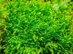 Micro Aquatic Shop Aquarium Plants Mini Christmas Moss - Rare