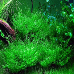 Micro Aquatic Shop Aquarium Plants Peacock Moss - Taxiphyllum sp