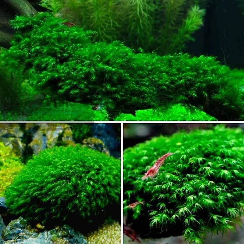 Musgo Phoenix PHOENIX MOSS (FISSIDENS FONTANUS) | Live Plants | Aquatic plants Online ...