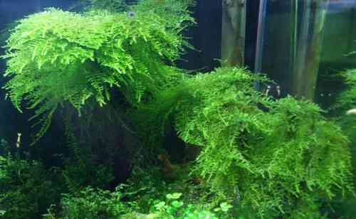 Micro Aquatic Shop Aquarium Plants Rare Mini Taiwan Moss - Isopterygium sp