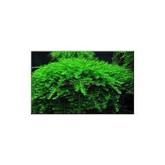 Micro Aquatic Shop Aquarium Plants Rare Mini Taiwan Moss - Isopterygium sp