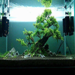 Micro Aquatic Shop Aquarium Plants Rare Mini Taiwan Moss - Isopterygium sp