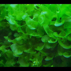 Micro Aquatic Shop Aquarium Plants Subwassertang ( Fresh Water Seaweed )