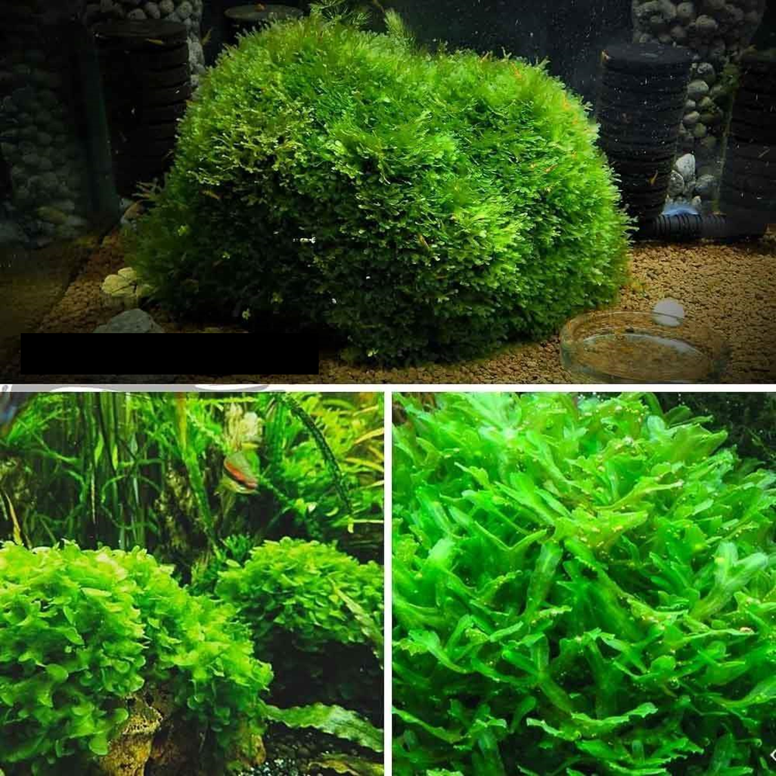 Micro Aquatic Shop Aquarium Plants Subwassertang ( Fresh Water Seaweed )