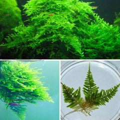 Micro Aquatic Shop Aquarium Plants Taiwan Moss-Taxiphyllum Alternans