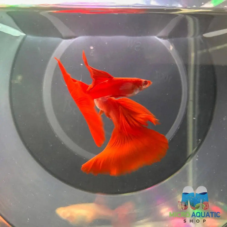 Micro Aquatic Shop Fancy Guppies High Dorsal Albıno Full Red Guppy