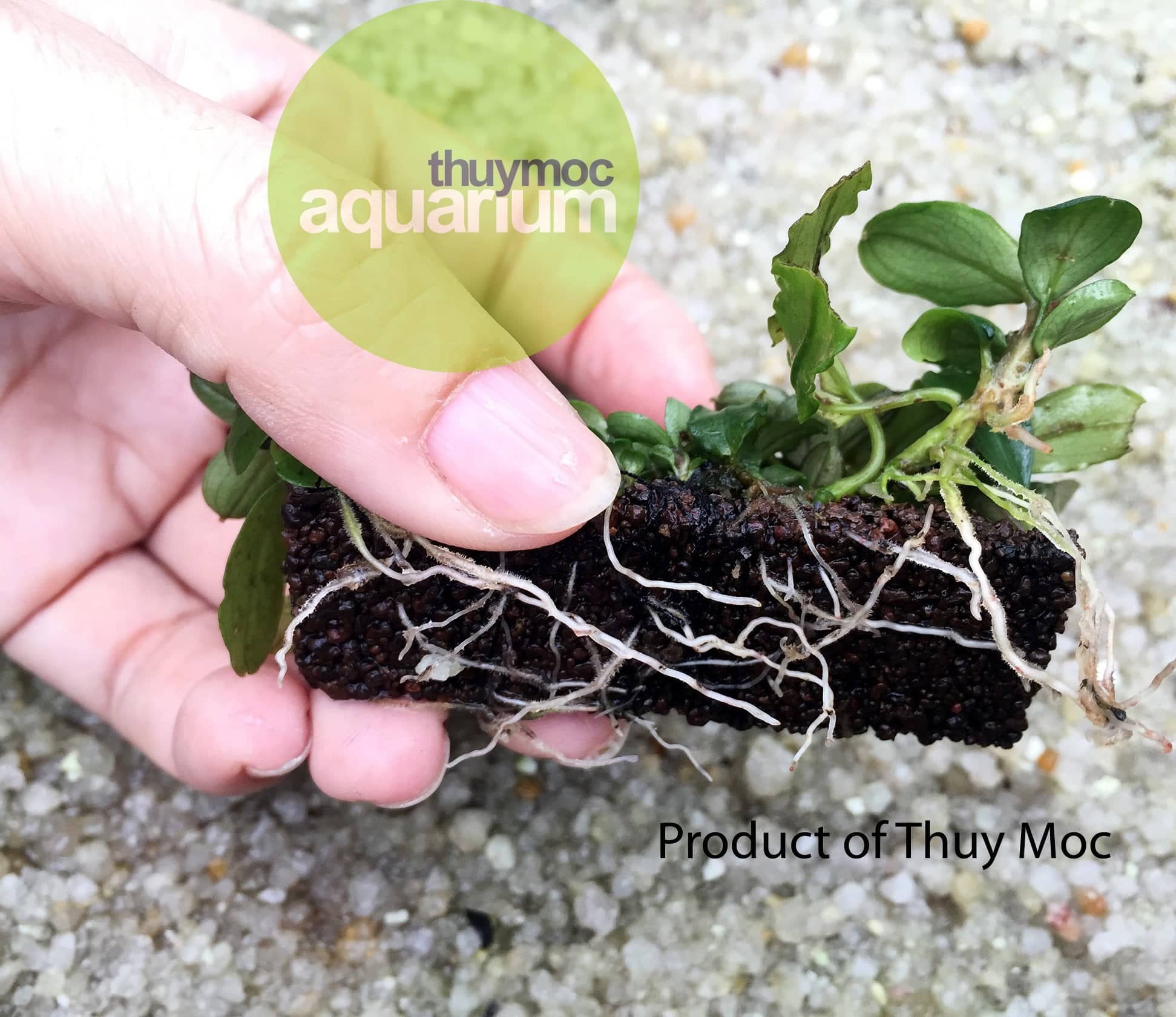 Micro Aquatic Shop Plant Growth NaPad- Pebble base for Aquatic Plants ( brown)