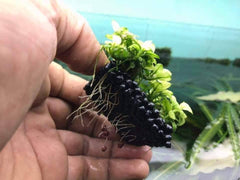 Micro Aquatic Shop Plant Growth NutriPad- Nutrition base for Aquatic Plants ( large )