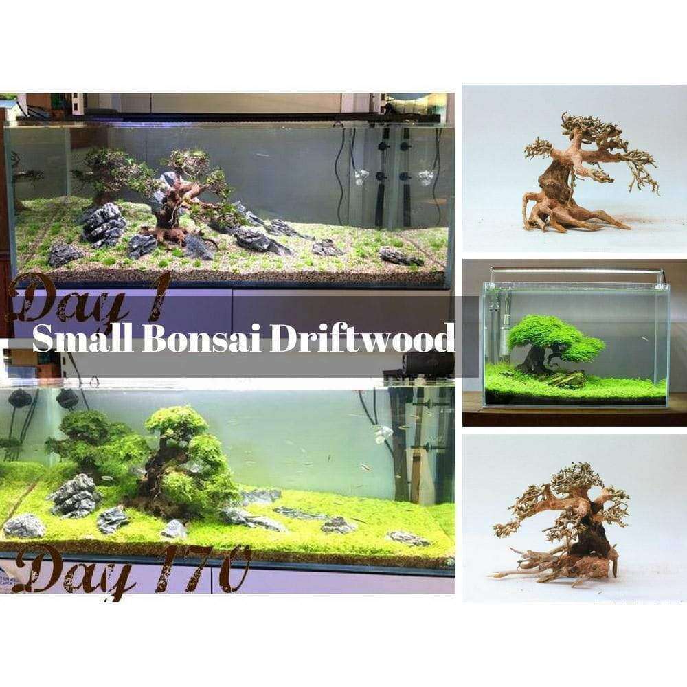 Micro Aquatic Shop Small Bonsai Driftwood Small Bonsai Driftwood Aquarium Tree| Natural, Handcrafted Fish Tank Decoration