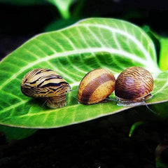 Micro Aquatic Shop snail Nerite Snail | Algae Eater for Aquariums