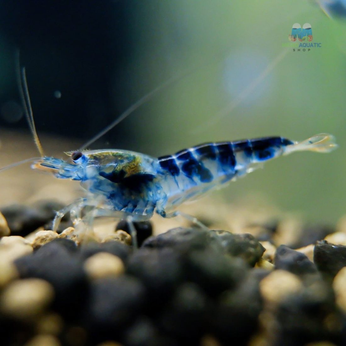 Blue Dragon