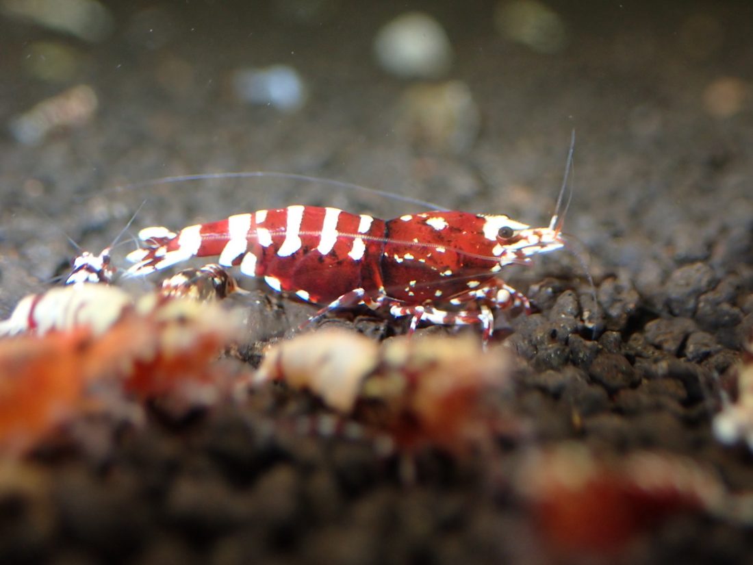 Deep Red Galaxy Tiger