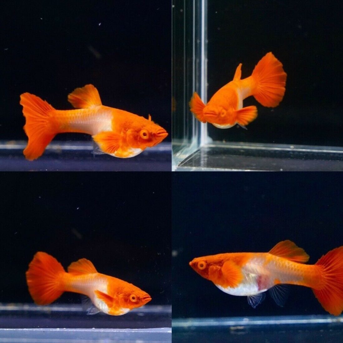 Koi Red Ear Guppy