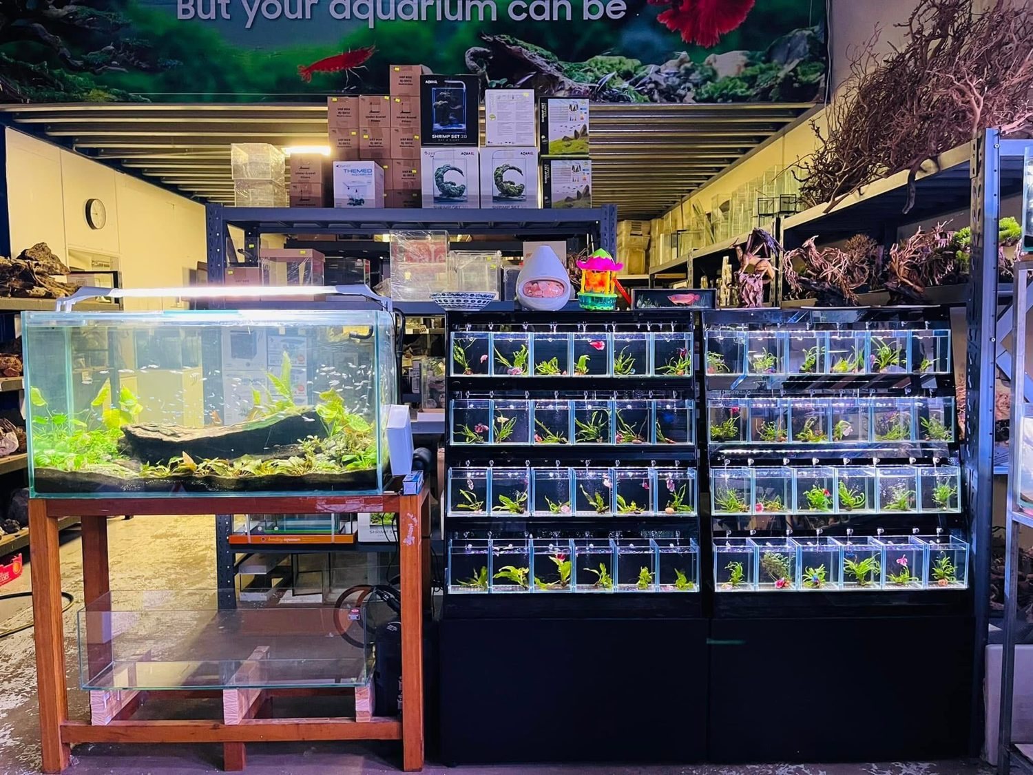 Aquariums on display inside Micro Aquatic Shop in Wetherill Park