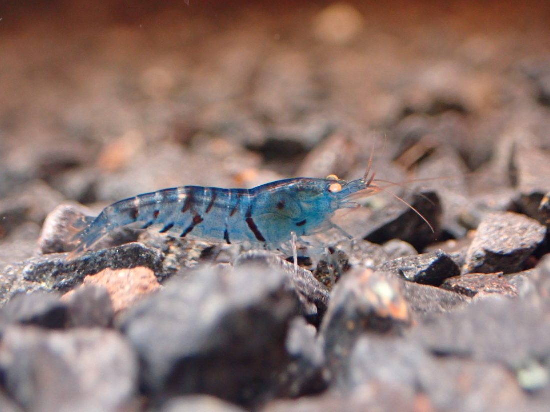 Blue Tiger