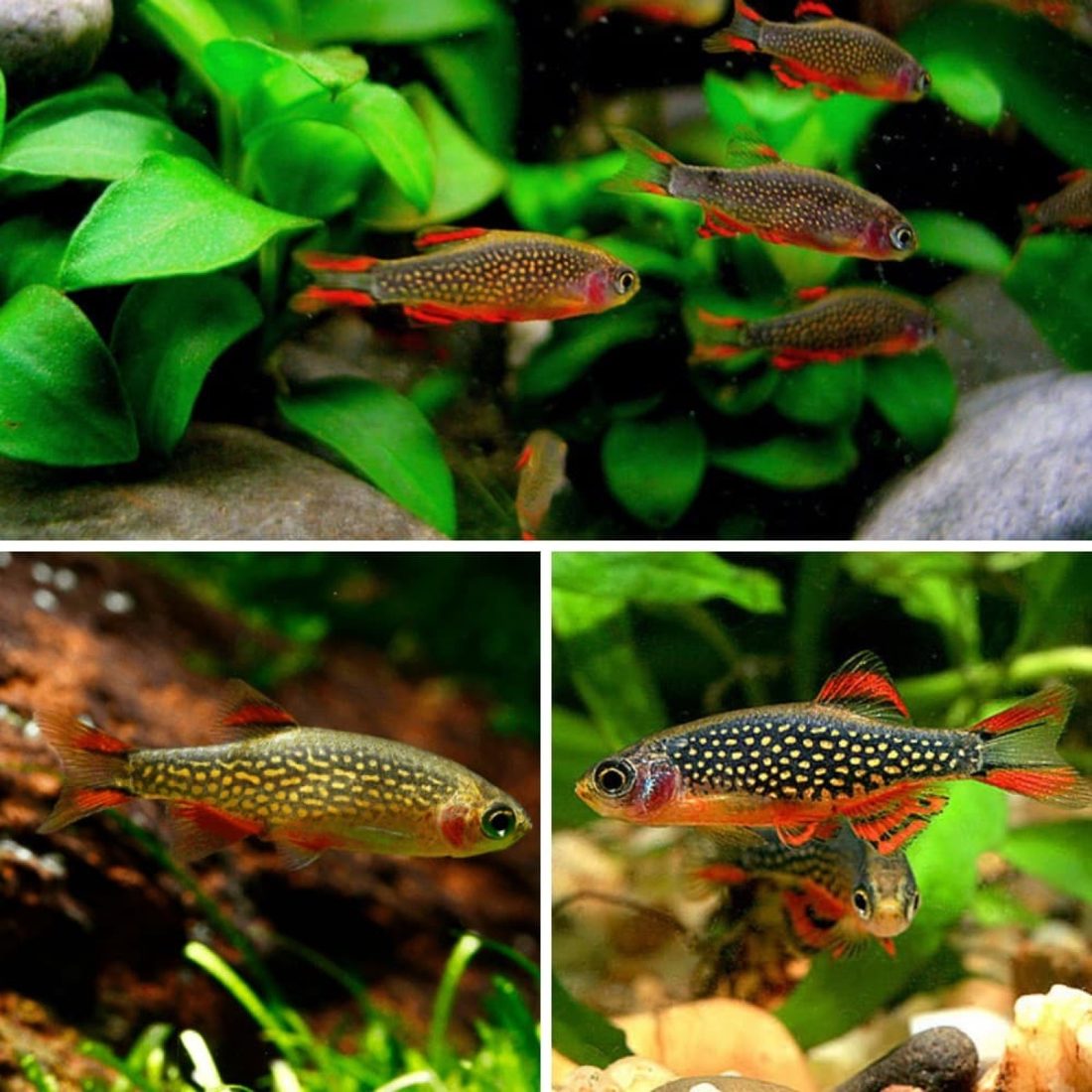 Galaxy Rasbora