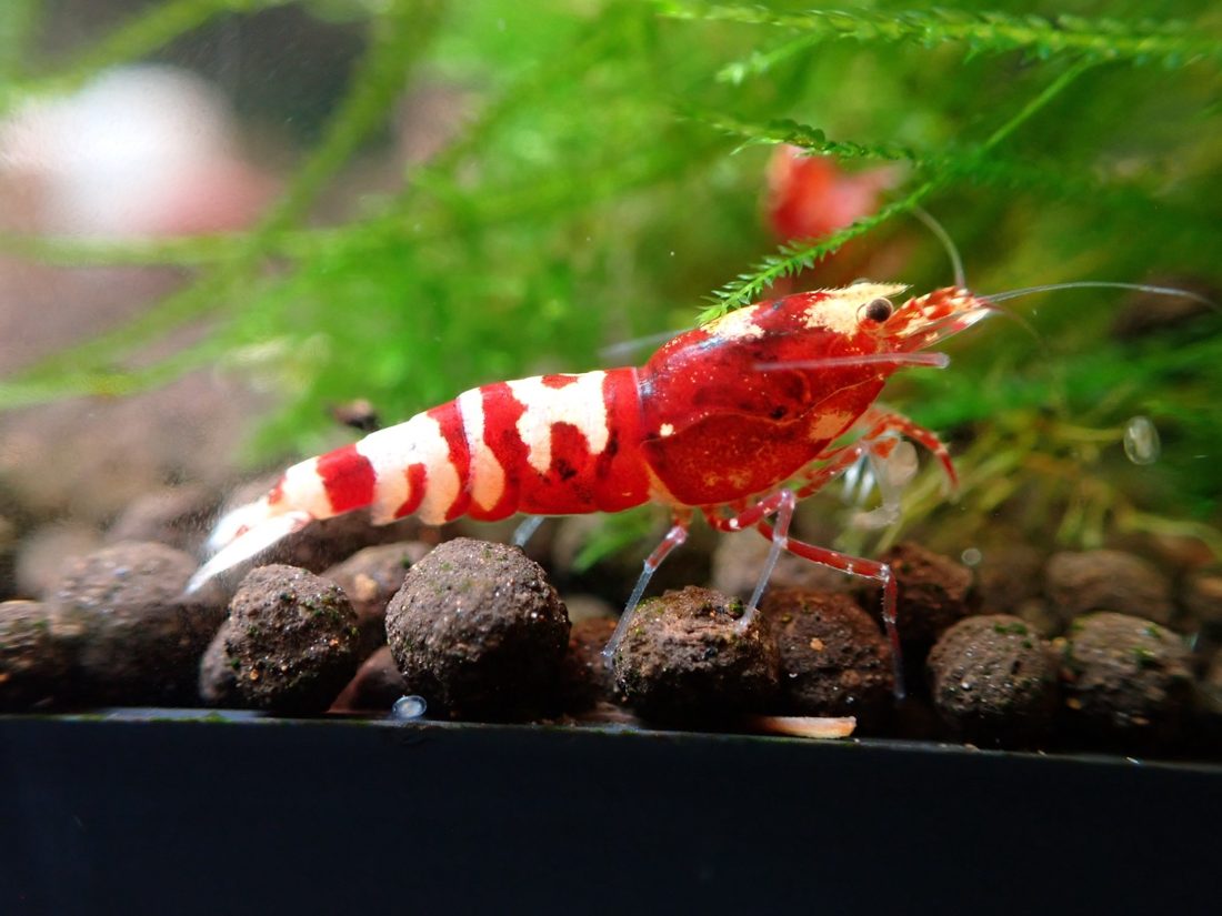 Red Galaxy Tiger