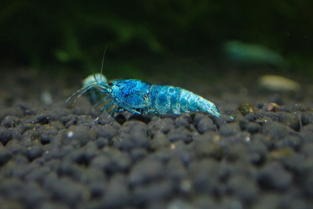 Blue Bolt