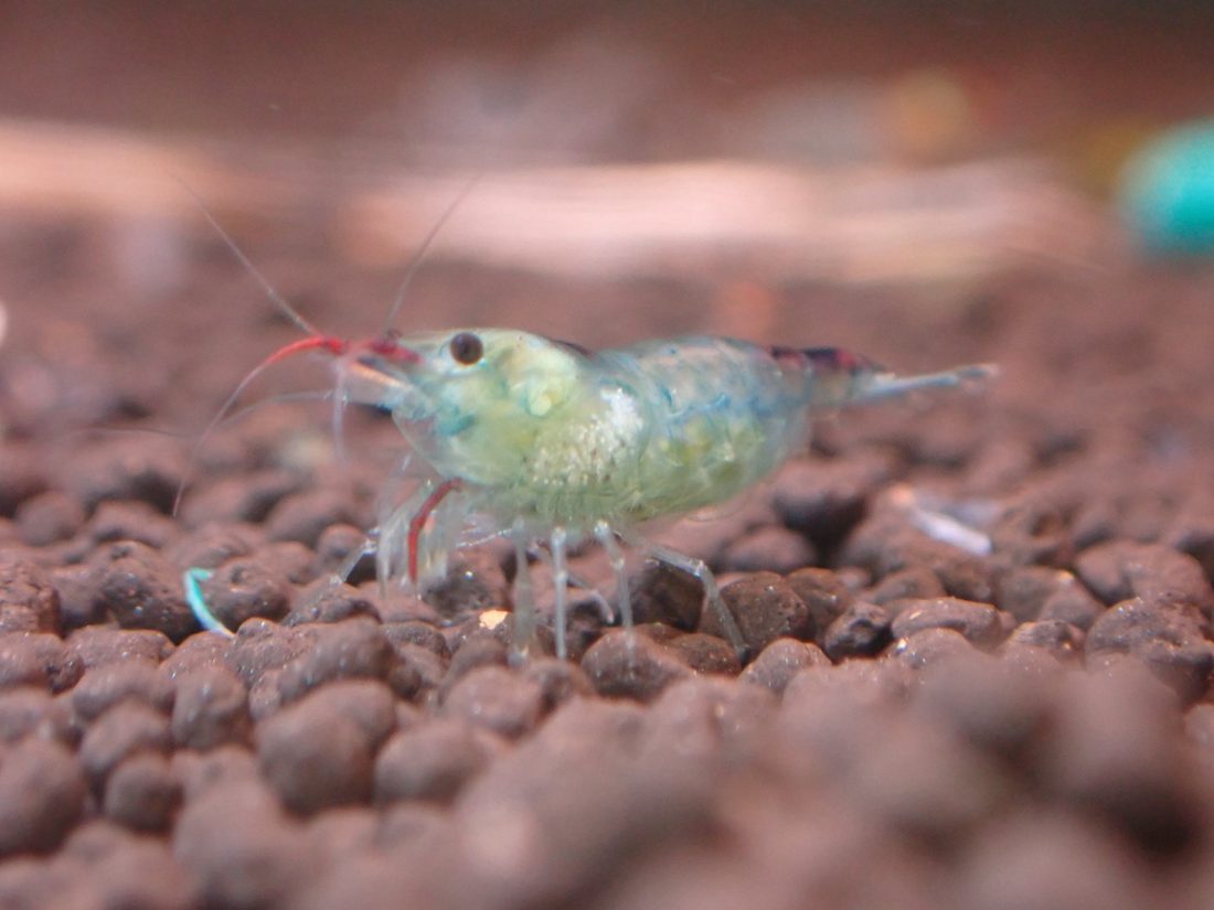 Blue Rili