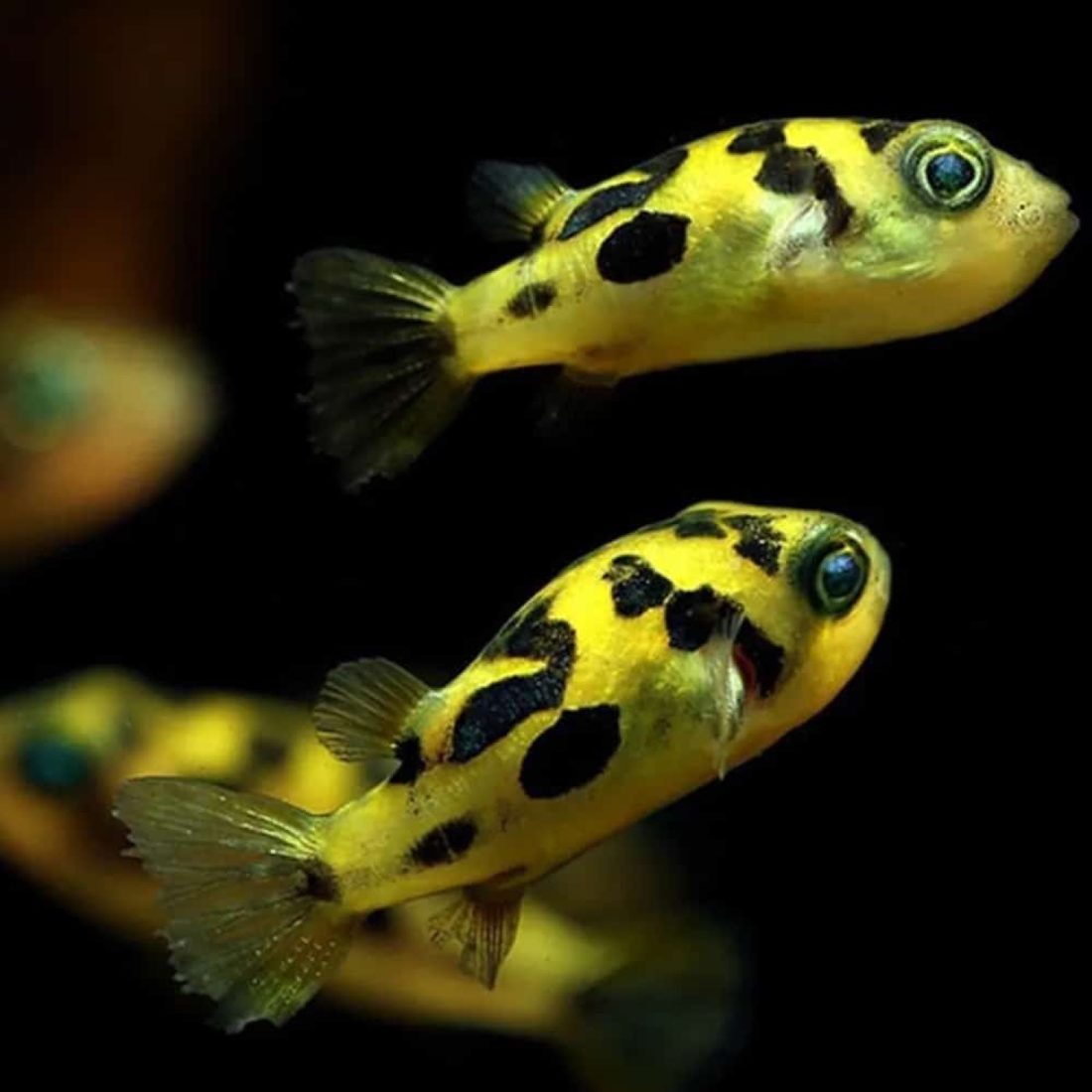 Pea Puffer