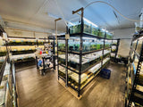 Aquarium racks in the MAS Sydney breeding room