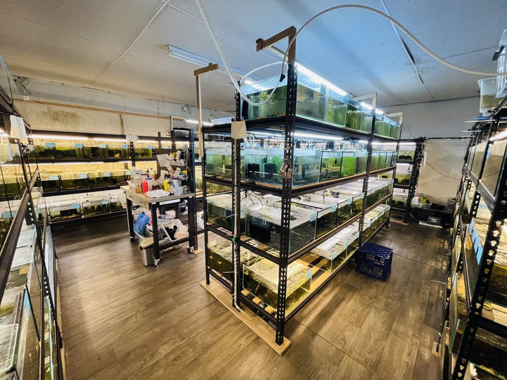 A wide view of illuminated aquarium racks inside the MAS Sydney facility