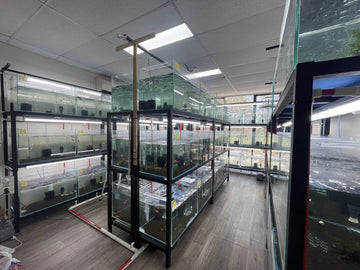 Rows of glass aquariums at MAS in Sydney