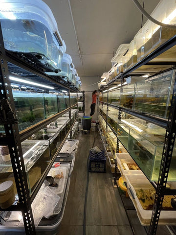 A team member tending aquariums in the MAS facility