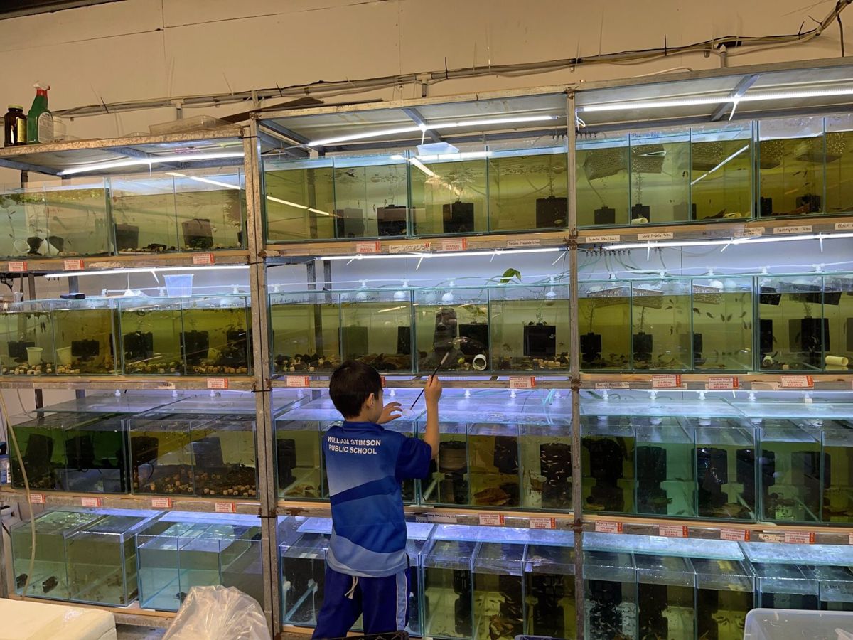 A team member caring for the breeding tanks
