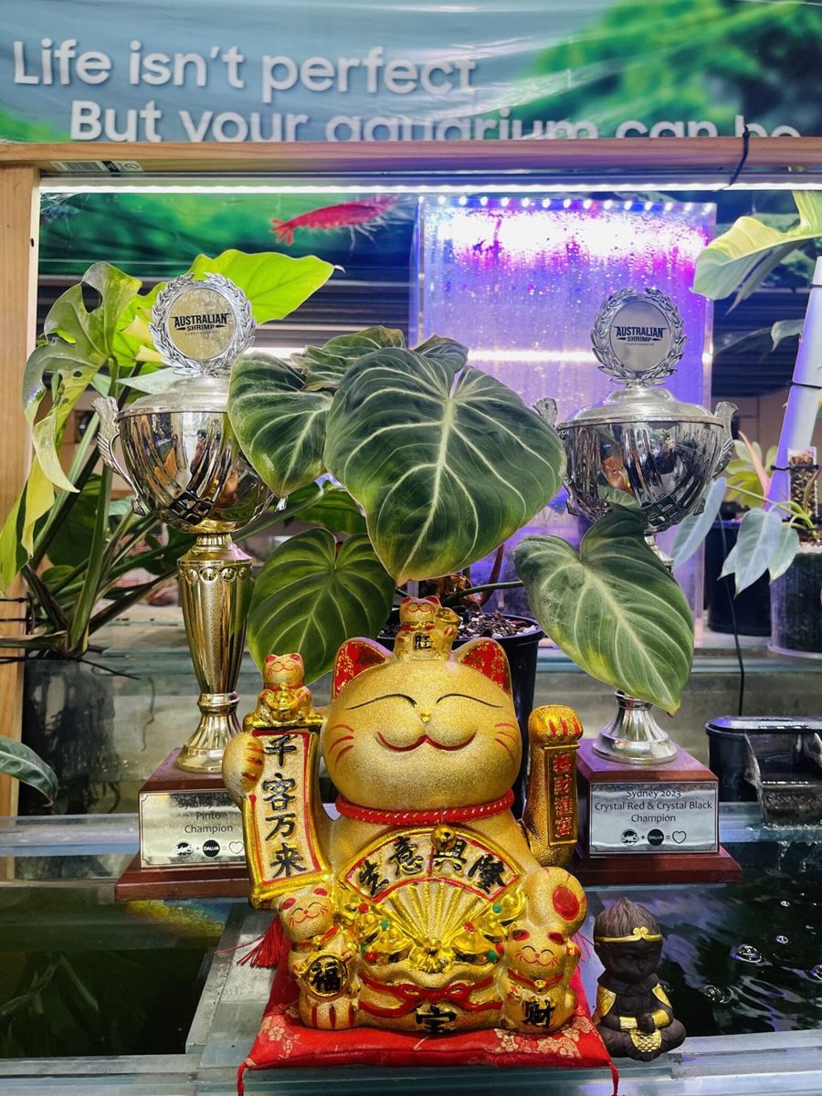 Our 2 trophies, proudly on display