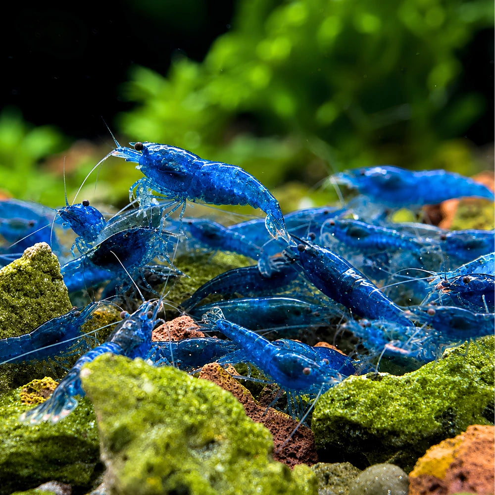 BUY 10 GET 5 FREE - BIGGEST CHERRY SHRIMP OFFER Micro Aquatic Shop