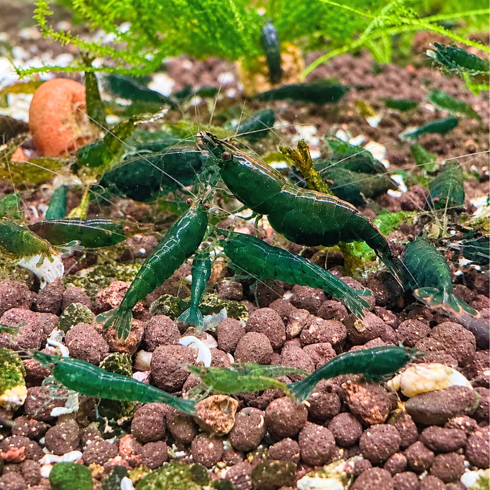 BUY 10 GET 5 FREE - BIGGEST CHERRY SHRIMP OFFER Micro Aquatic Shop