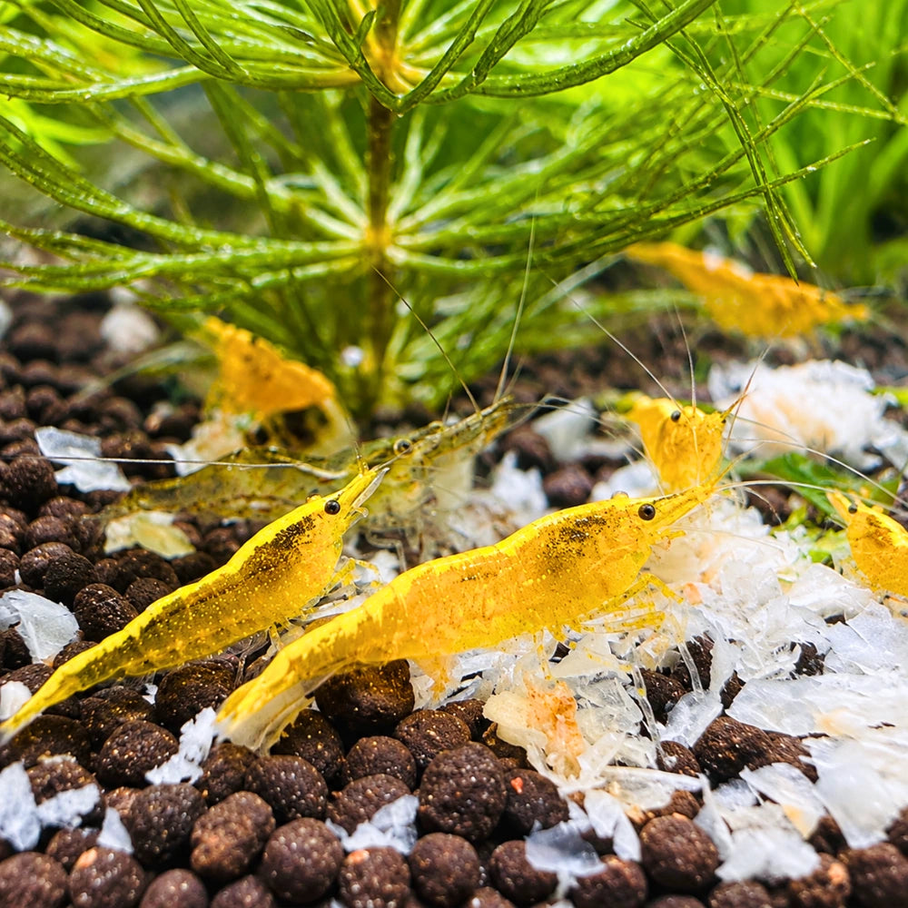 BUY 10 GET 5 FREE - BIGGEST CHERRY SHRIMP OFFER Micro Aquatic Shop