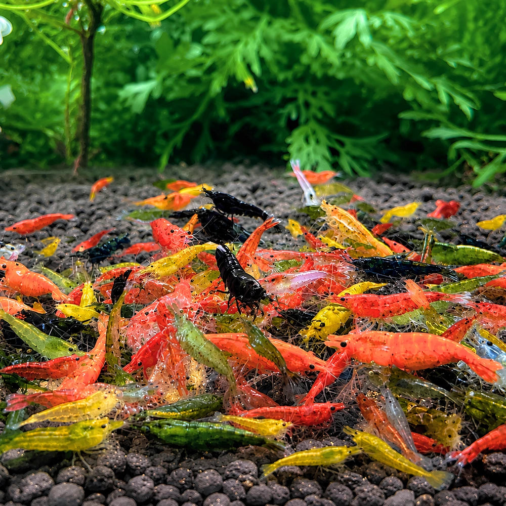 BUY 10 GET 5 FREE - BIGGEST CHERRY SHRIMP OFFER Micro Aquatic Shop