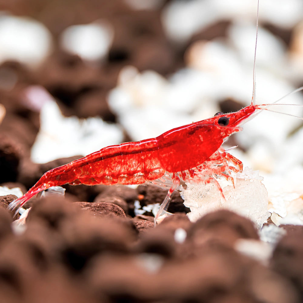BUY 10 GET 5 FREE - BIGGEST CHERRY SHRIMP OFFER Micro Aquatic Shop