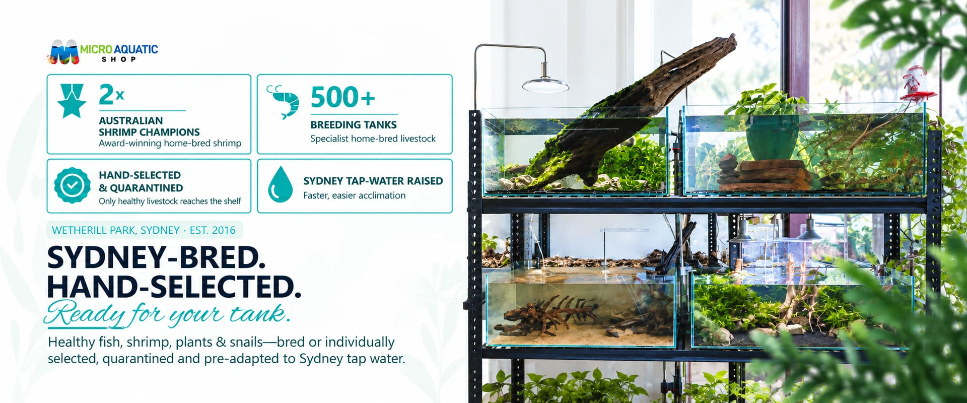 Micro Aquatic Shop, Wetherill Park, Sydney, established 2016. Sydney-bred. Hand-selected. Ready for your tank. Two-time Australian Shrimp Champions: award-winning home-bred shrimp. 500+ breeding tanks with specialist home-bred livestock. Hand-selected and quarantined: only healthy livestock reaches the shelf. Sydney tap-water raised for faster, easier acclimation. Healthy fish, shrimp, plants and snails, bred or individually selected, quarantined and pre-adapted to Sydney tap water.