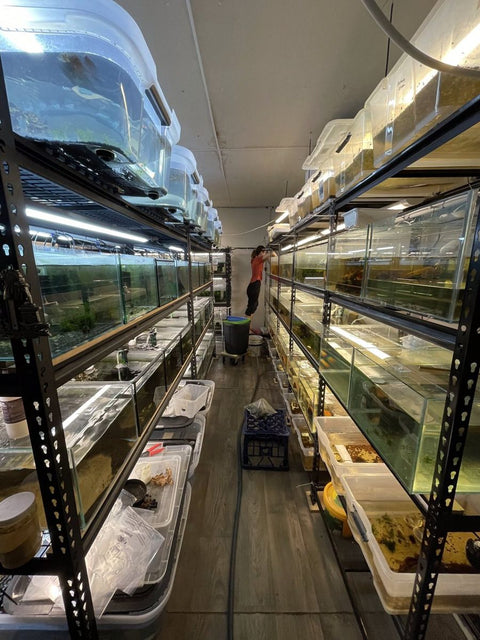 A MAS team member tending the aquariums