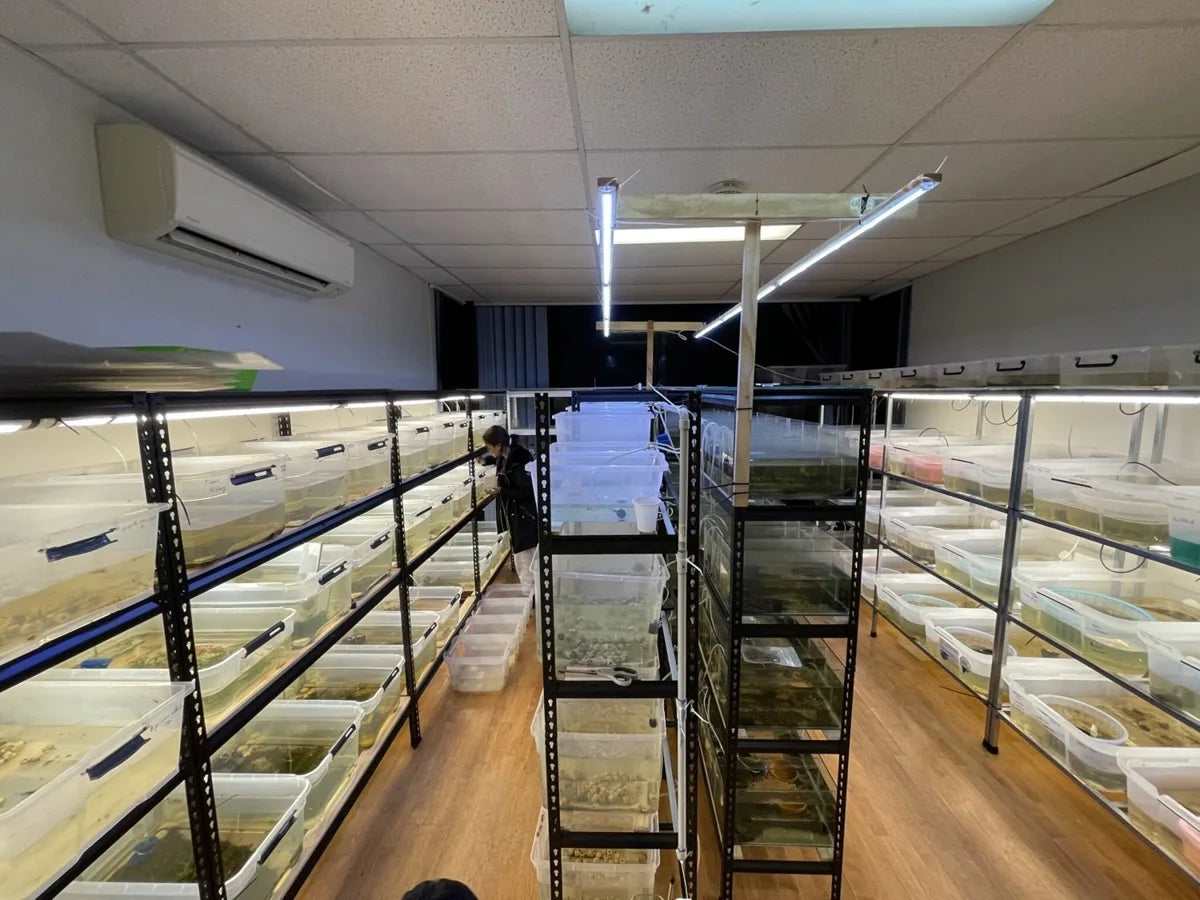 Rows of aquariums and grow-out tubs in the Micro Aquatic Shop breeding room