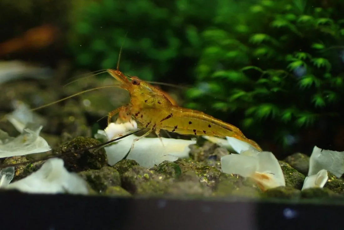 Tangerine Tiger