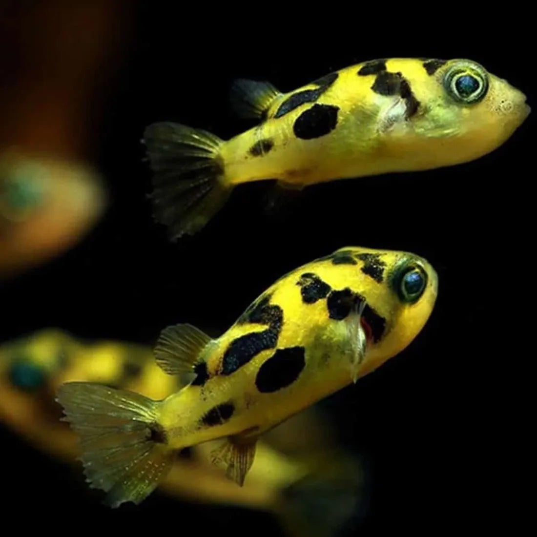 Pea Puffer